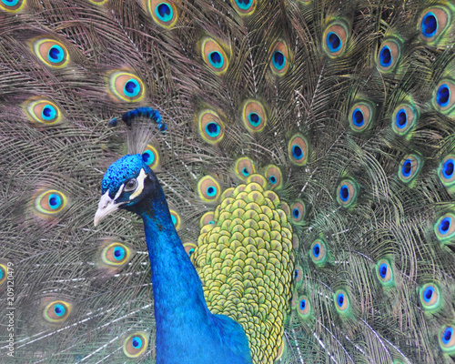 Peacock in Detail