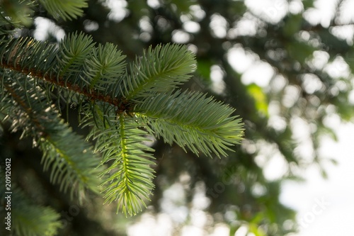 Needles on pine tree. Slovakia