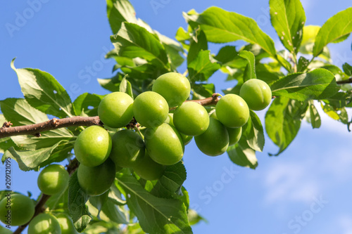 A plum tree with green immature young fruits on a summer day with a copy of space, the concept of gardening and ecology
