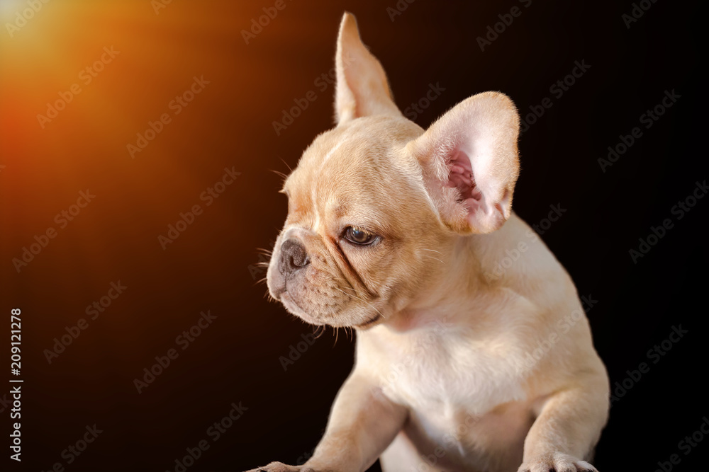 Closed up of cute french bulldog isolated on black background.