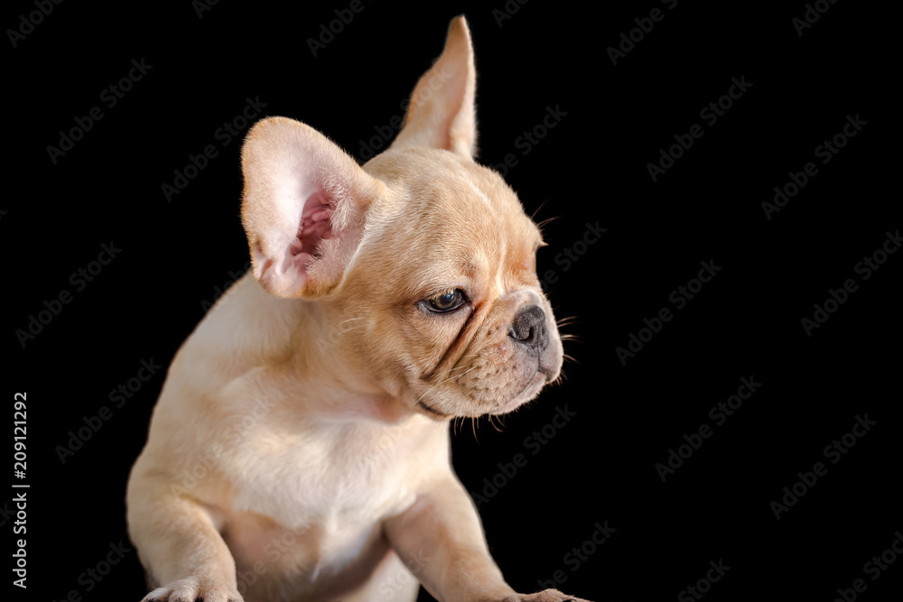 Closed up of cute french bulldog isolated on black background. Closed up of cute french bulldog isolated on black background.