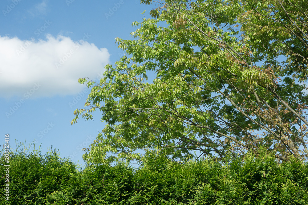 Fototapeta premium view over hedge and tree with blue sky behind