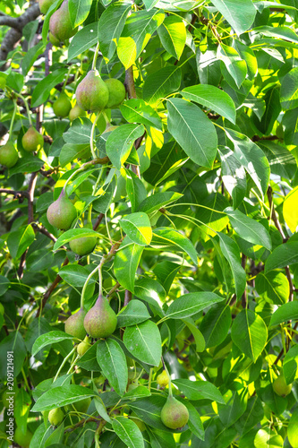 pear tree with green immature young fruits on a summer day with a copy of space, the concept of gardening and ecology photo
