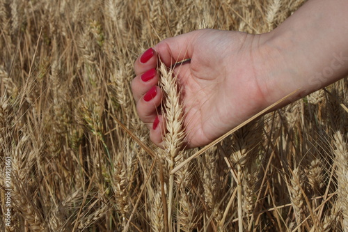 Wheat sprouts in a woman's farmer hand