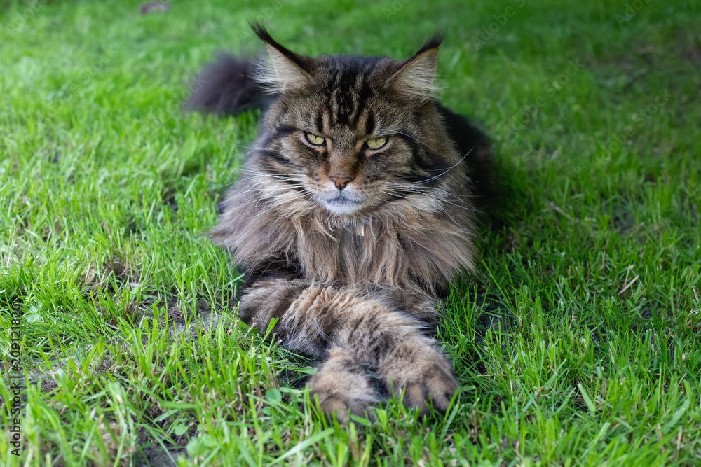 Maine Coon. The largest cat sitting on the grass
