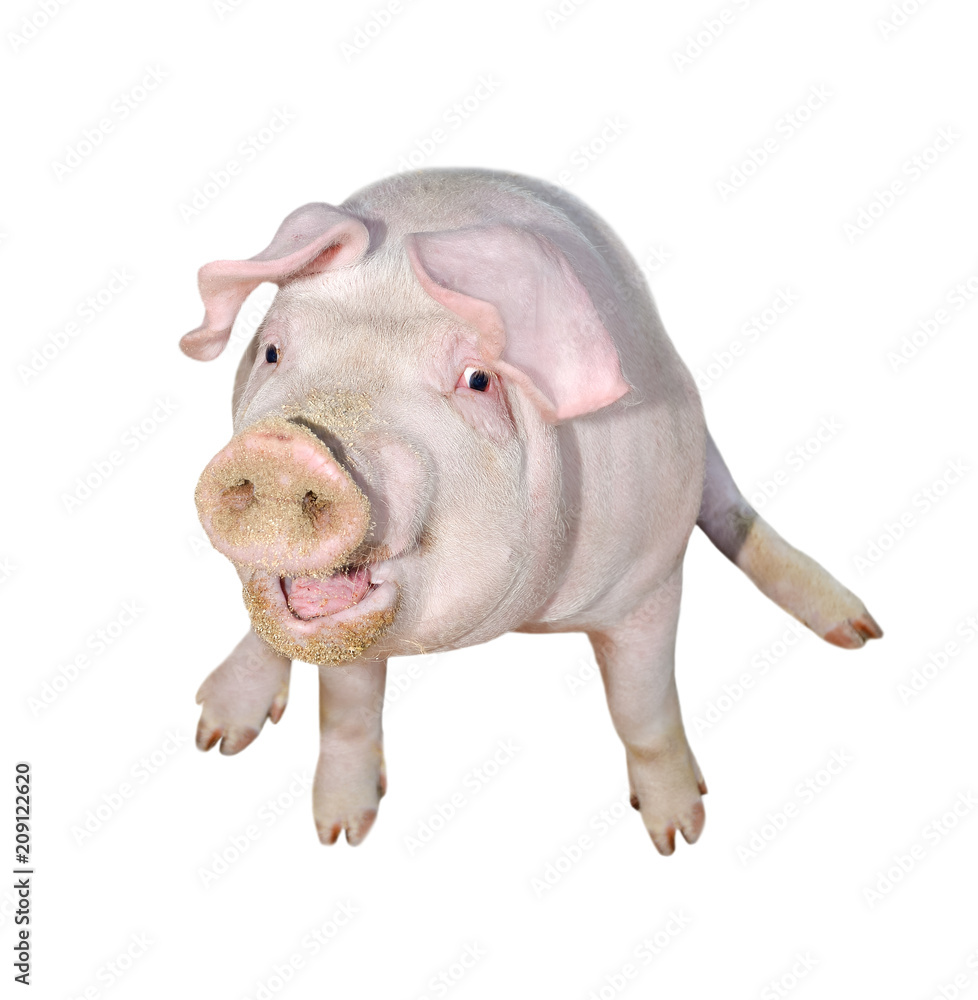 Pig isolated on white full length. Very funny and cute pink pig sits on the ass. Farm animals. Piglet close up. Pig isolated on white full length. Very funny and cute pink pig sits on the ass. Farm animals. Piglet close up.