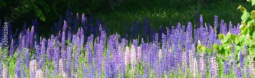 Maine Lupine