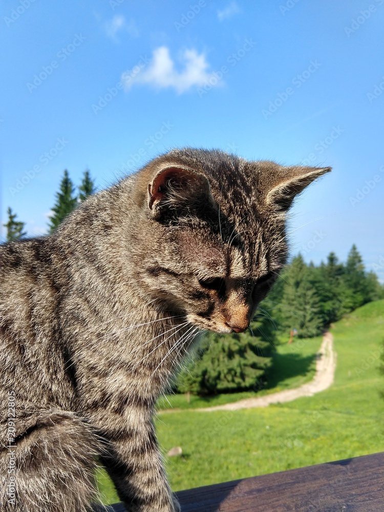 Obraz premium Cat on the wooden fence on the hill. Slovakia