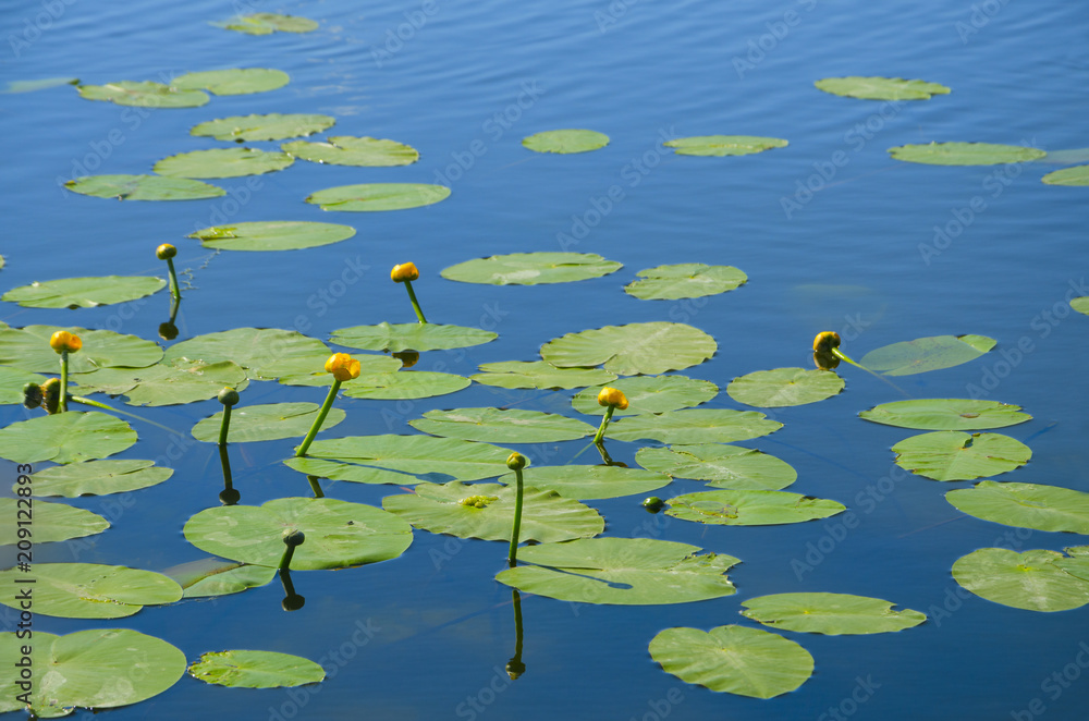 Beautiful yellow flowers and green leaves of blooming pond lily(spatterdock) on the water surface.Natural background. Beautiful yellow flowers and green leaves of blooming pond lily(spatterdock) on the water surface.Natural background.