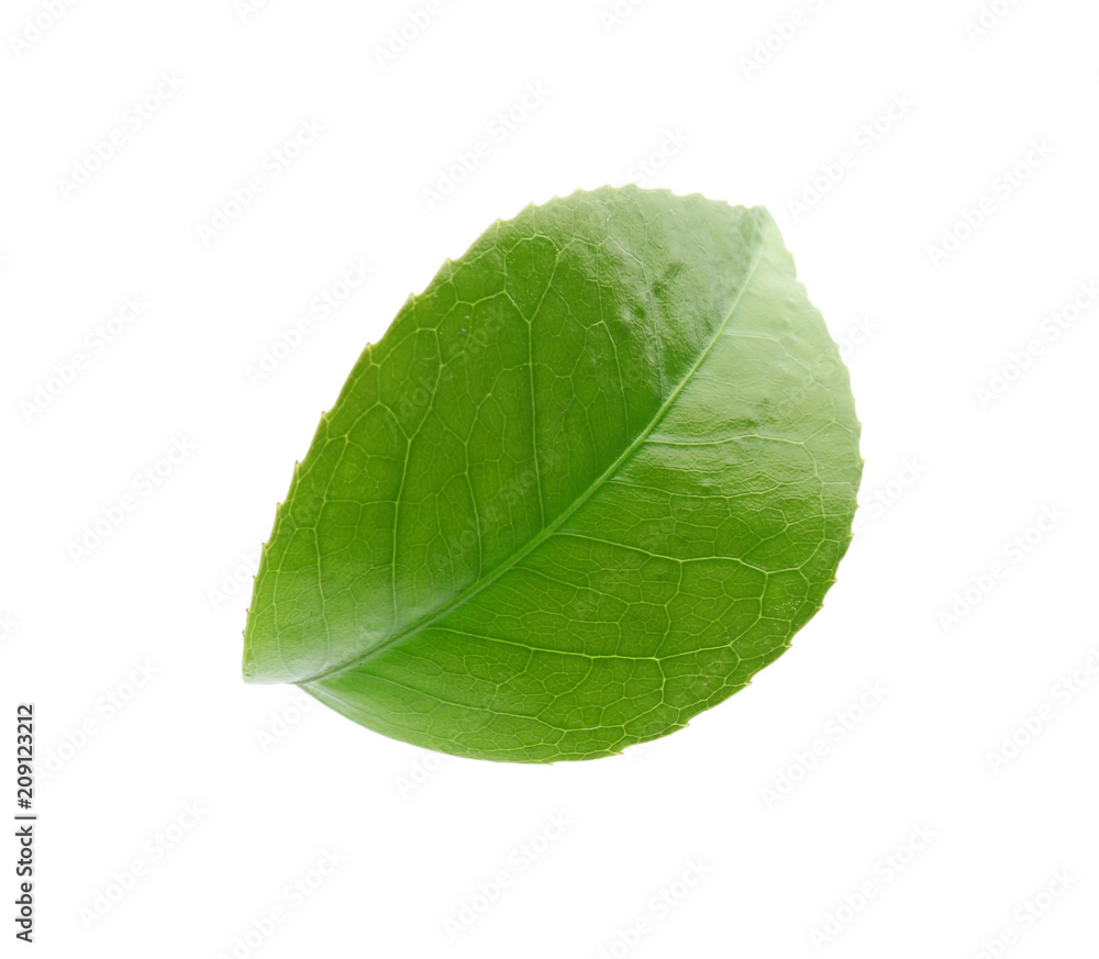 Obraz premium Green leaf of tea plant on white background