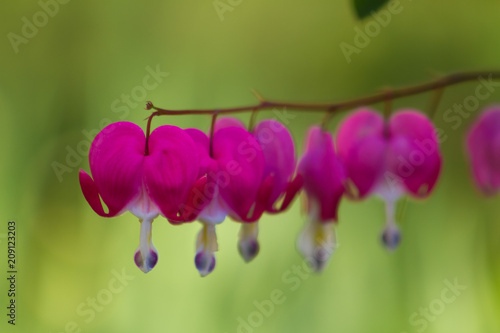Close-up of a delicate branch of Bleeding Heart Flowers with a pastel green background.