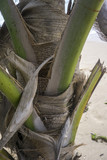 coconut tree stem texture