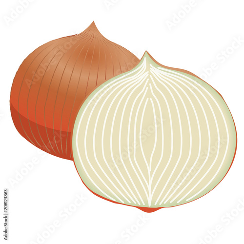 タマネギのイラスト｜野菜のイラスト｜onion｜ベクターデータ