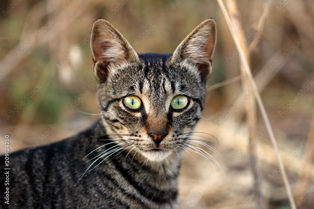 Portrait of feral striped cat in the countryside