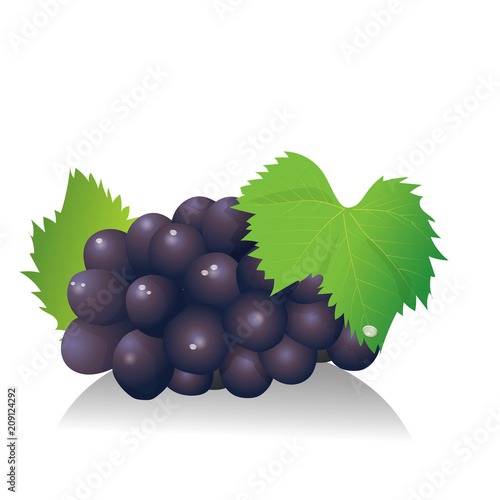 紫のブドウのイラスト（巨峰）｜果物のイラスト｜grape｜ベクターデータ
