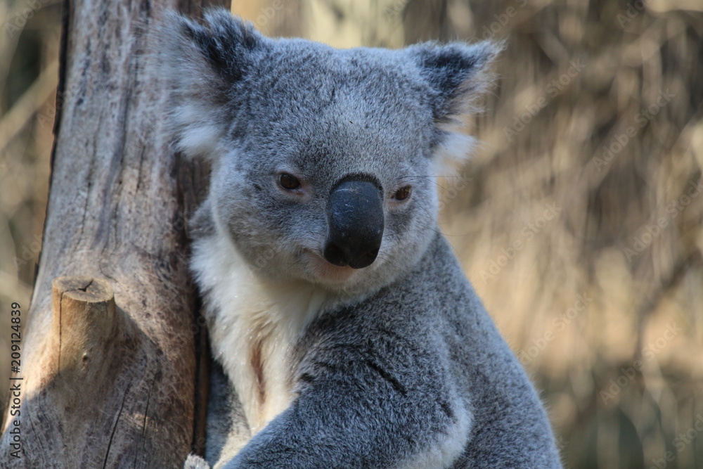 Obraz premium cute interested koala on a tree