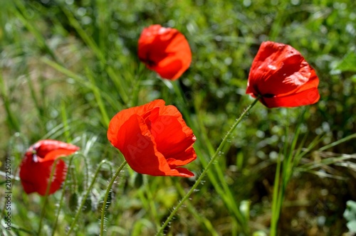 red tulips in the grass
