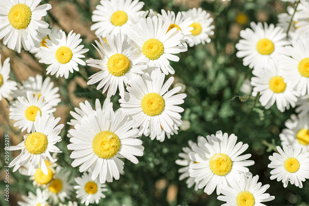 Camomile field background. Beautiful white flowers field texture. Belarus, Minsk. Camomile field background. Beautiful white flowers field texture. Belarus, Minsk.