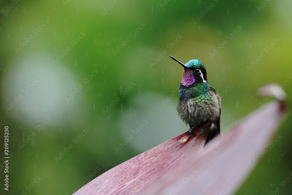 Obraz premium Purple-throated Mountaingem Lampornis calolaemus sitting on flower, bird from mountain tropical forest, Waterfalls garden, Costa Rica, bird perching on flower, enough space in background, tiny bird