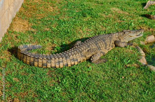 Full display of alligator, crocodile, on grass on farm, South Africa