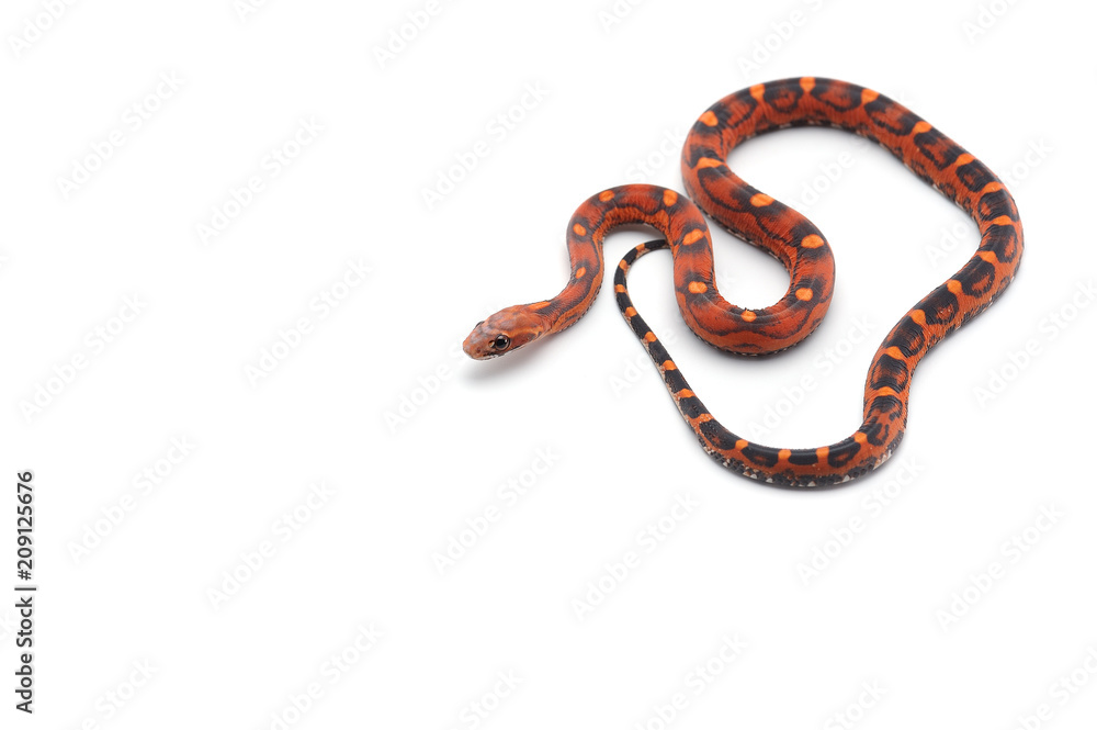 scaleless corn snake isolated on white background scaleless corn snake isolated on white background