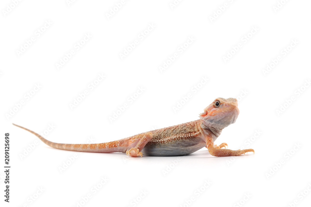 Fototapeta premium Bearded Dragon isolated on white background