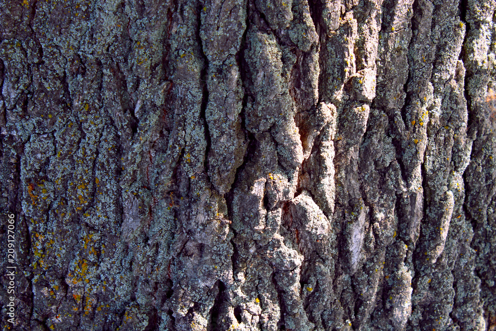 Texture of the bark of a tree Texture of the bark of a tree