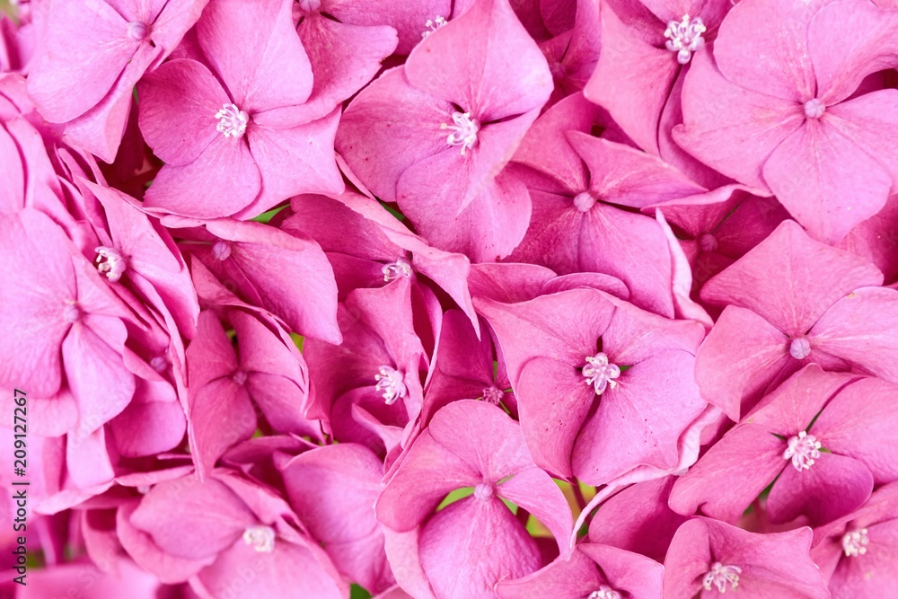 Multiple pink flowers as a valentine background Multiple pink flowers as a valentine background
