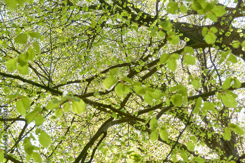 Many fresh green spring leaves on a tree with branches       