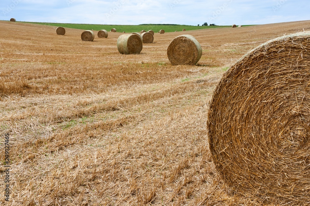 Agricultural landscape, with hay rolls. Straw harvest in Northern France.