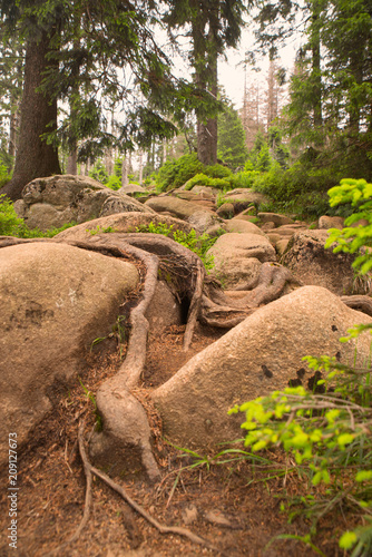 Harz forest in Germany