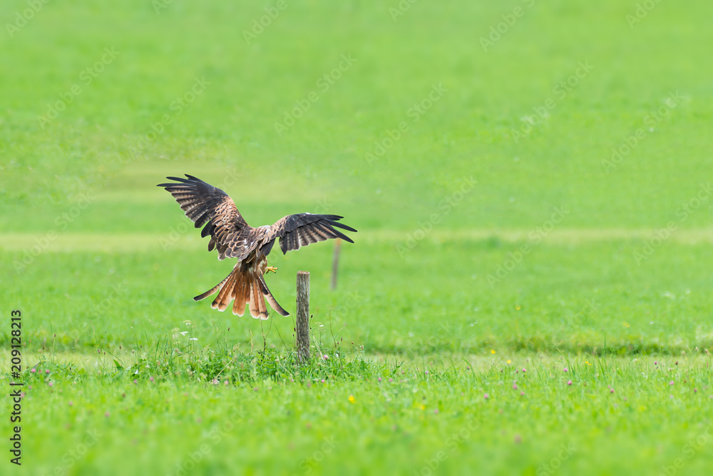 Obraz premium Common buzzard landing on wooden pole in green meadow
