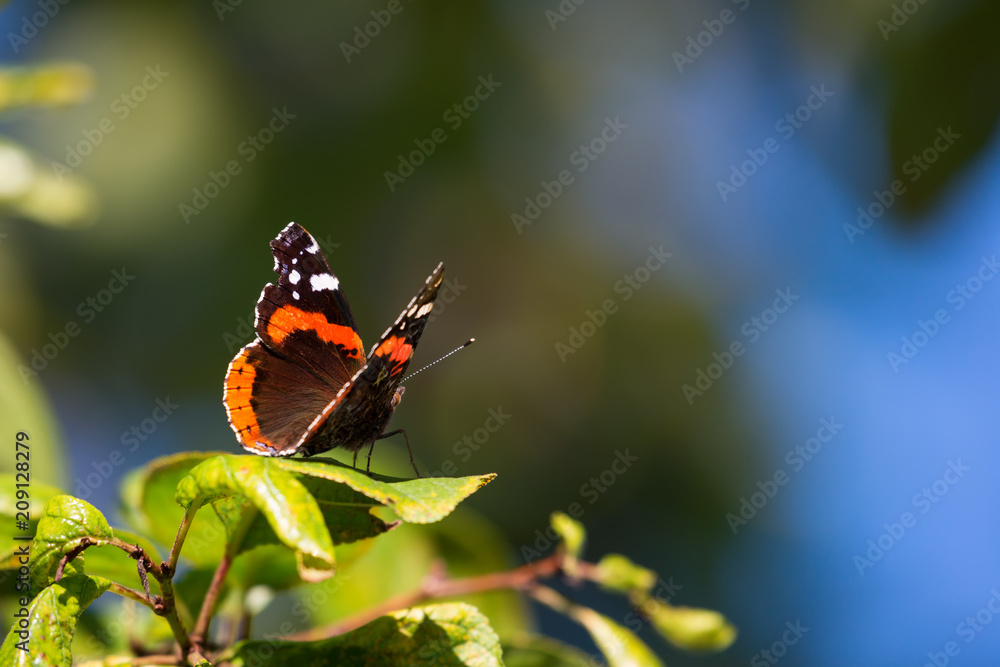 Vanessa atalanta butterfly with black orange wings sitting on green leaf Vanessa atalanta butterfly with black orange wings sitting on green leaf