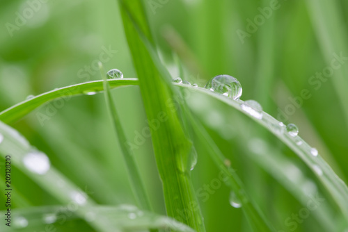 macro of water drops on green grass