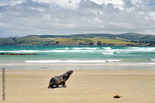 New Zealand. Sea lion on a sandy beach