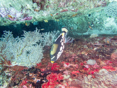 Reef fish, Titan Triggerfish