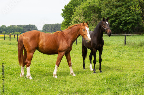 Horses in green field