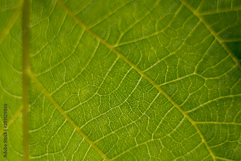 green leaf macro close up natural background. green leaf macro close up natural background.