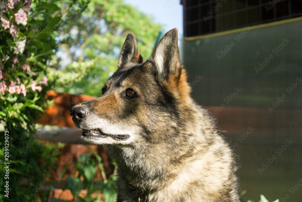 German Shepherd dog. Slovakia German Shepherd dog. Slovakia