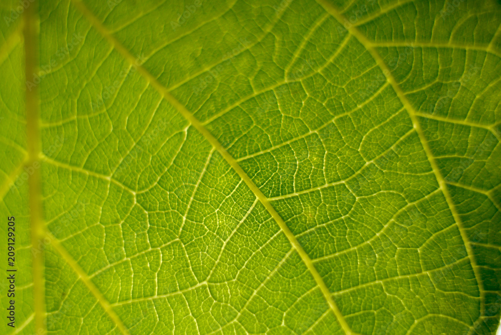 green leaf macro close up natural background. green leaf macro close up natural background.