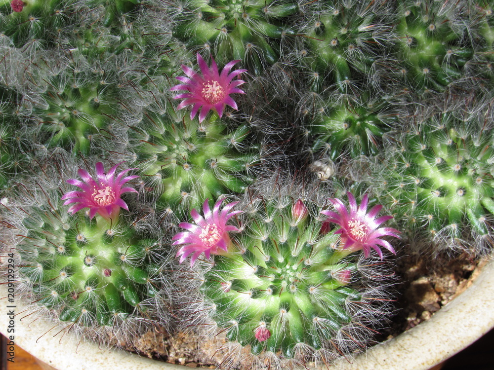 Fototapeta premium Mammillaria cactus with pink flowers starting to bloom in the sun 