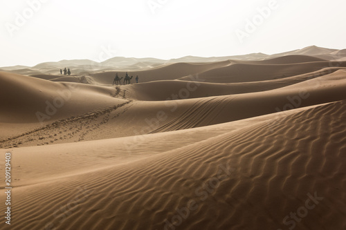 Camels in Sahara dunes 