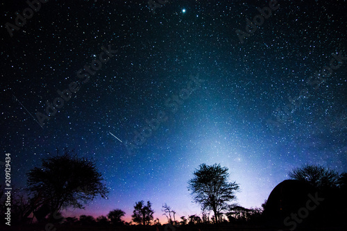 Spica & Arcturus stars behind the silhouette of a tree at dawn in Serengeti National park with shooting stars photo