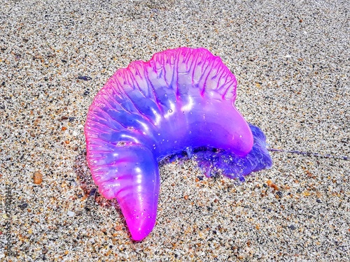 Portuguese Man O War, Colombia 2018 photo