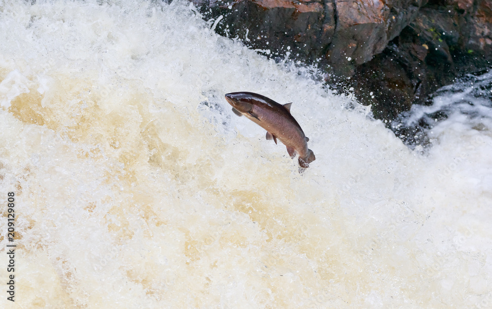 Fototapeta premium Leaping salmon (Salmo salar) on the waterfall on the way to spawning grounds during the summer season