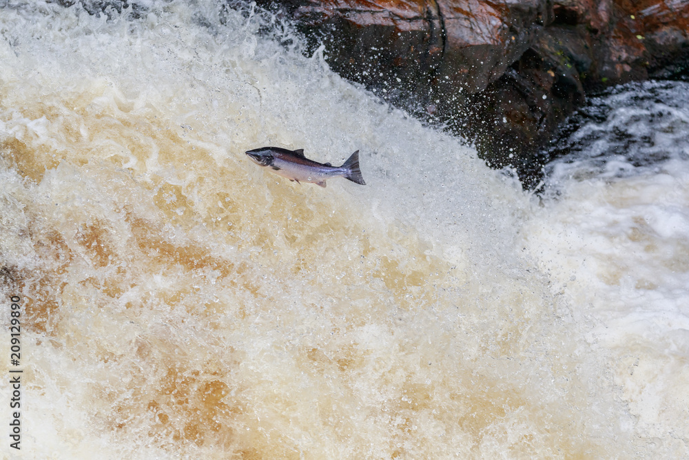 Fototapeta premium Leaping salmon (Salmo salar) on the waterfall on the way to spawning grounds during the summer season