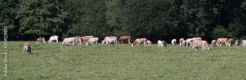 Wallpaper Mural  stado krow na postwisku Torontodigital.ca