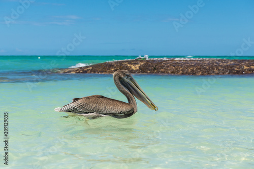 Pelican on the beach of Dominican Republic photo