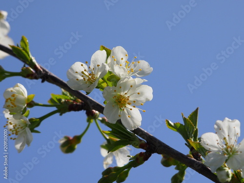 ramo di ciliegio in fiore