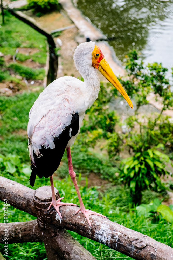 Fotografie Marabou bird in in the park birds in Kuala Lumpur, Malaysia